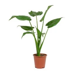 Alocasia Cucullata - Hooded Dwarf Elephant Ear -Plant potted plants Alocasia cucullata