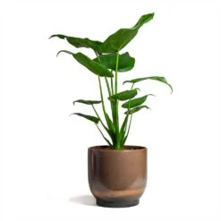 Alocasia Cucullata - Hooded Dwarf Elephant Ear -Plant potted plants Alocasia cucullata Hooded Dwarf Elephant Ear 19x75cm Linn Plant Pot Blush 25x25cm