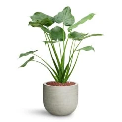 Cody Plant Pot - Ridged Cement -Plant potted plants Alocasia cucullata Hooded Dwarf Elephant Ear HydroCare Cody Plant Pot Ridged Cement 7ec88a3a d348 4da6 9343 303faf2c4ed5