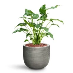 Alocasia Cucullata - Hooded Dwarf Elephant Ear - HydroCare -Plant potted plants Alocasia cucullata Hooded Dwarf Elephant Ear HydroCare Cody Plant Pot Ridged Dark Grey