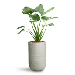 Alocasia Cucullata - Hooded Dwarf Elephant Ear - HydroCare -Plant potted plants Alocasia cucullata Hooded Dwarf Elephant Ear HydroCare Cody Plant Vase Ridged Cement