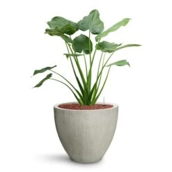 Jesslyn Plant Pot - Ridged Cement -Plant potted plants Alocasia cucullata Hooded Dwarf Elephant Ear HydroCare Jesslyn Plant Pot Ridged Cement 6bf6c966 7de7 4b9d a2b1 1be380853a18