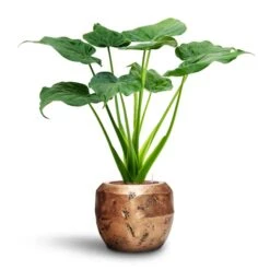 Opus Raw Couple Planter - Gold 35 Opus Raw Couple Planter - Gold -Plant potted plants Alocasia cucullata Hooded Dwarf Elephant Ear HydroCare Opus Raw Couple Planter Gold 57784609 e4bf 4836 b797 d912d260100c