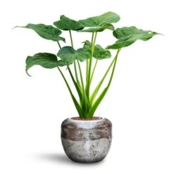 Opus Raw Couple Planter - Silver -Plant potted plants Alocasia cucullata Hooded Dwarf Elephant Ear HydroCare Opus Raw Couple Planter Silver a34892d9 95ff 4845 abe9 8885537631dc