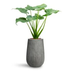Alocasia Cucullata - Hooded Dwarf Elephant Ear - HydroCare -Plant potted plants Alocasia cucullata Hooded Dwarf Elephant Ear HydroCare Patt High Plant Vase Ridged Dark Grey