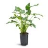 Alocasia Cucullata - Hooded Dwarf Elephant Ear - HydroCare -Plant potted plants Alocasia cucullata Hooded Dwarf Elephant Ear Hydroculture 15 19x55cm
