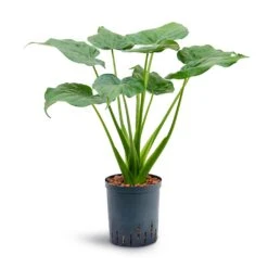 Alocasia Cucullata - Hooded Dwarf Elephant Ear - HydroCare -Plant potted plants Alocasia cucullata Hooded Dwarf Elephant Ear Hydroculture 18 19x70cm