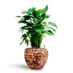 Alocasia Cucullata - Hooded Dwarf Elephant Ear - HydroCare -Plant potted plants Alocasia cucullata Hooded Dwarf Elephant Ear HydrocultureFacets Couple Planter Into Coco