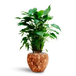 Alocasia Cucullata - Hooded Dwarf Elephant Ear - HydroCare -Plant potted plants Alocasia cucullata Hooded Dwarf Elephant Ear HydrocultureFacets Couple Planter Jenga