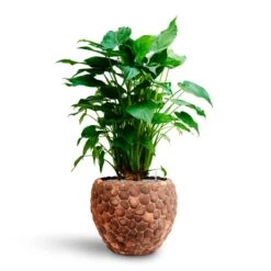 Alocasia Cucullata - Hooded Dwarf Elephant Ear - HydroCare -Plant potted plants Alocasia cucullata Hooded Dwarf Elephant Ear HydrocultureFacets Couple Planter Out Of Coco