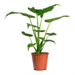 Alocasia Cucullata - Hooded Dwarf Elephant Ear -Plant potted plants Alocasia cucullata Hooded Dwarf ElephantEar 19x75cm