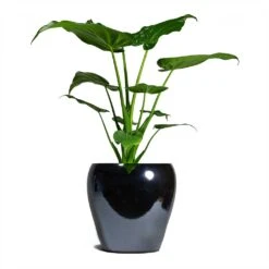 Amora Plant Pot - Anthracite Mirror 17 Amora Plant Pot - Anthracite Mirror -Plant potted plants Alocasia cucullata Hooded Dwarf ElephantEar 19x75cm Amora Plant Pot Anthracite Mirror 26x26cm 926da5da 3fbe 4a6c b1ef 1c3e9482e1a5