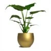 Alocasia Cucullata - Hooded Dwarf Elephant Ear -Plant potted plants Alocasia cucullata Hooded Dwarf ElephantEar 19x75cm Mini Orb Kevan Plant Pot Metallic Gold 25x21cm
