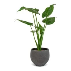 Mini Orb Kevan Plant Pot - Black Washed 23 Mini Orb Kevan Plant Pot - Black Washed -Plant potted plants Alocasia cucullata Mini Orb Kevan Plant Pot Black Washed 02bf3936 cc56 4d97 bb0a 8fed8a435123