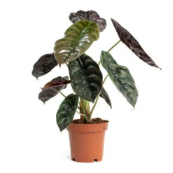 Alocasia Cuprea Red Secret - Elephant Ear -Plant potted plants Alocasia cuprea Red Secret Elephant Ear 12cm