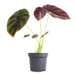 Alocasia Cuprea Red Secret - Elephant Ear -Plant potted plants Alocasia cuprea Red Secret Elephant Ear 12x25cm 1