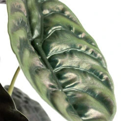 Alocasia Cuprea Red Secret - Elephant Ear -Plant potted plants Alocasia cuprea Red Secret Elephant Ear Close Up