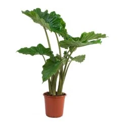 Alocasia Portodora - Upright Elephant Ear -Plant potted plants Alocasia portodora