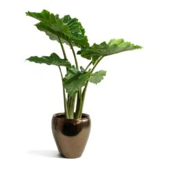 Alocasia Portodora - Upright Elephant Ear -Plant potted plants Alocasia portodora Amora Black Gold Plant Pot