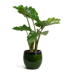 Alocasia Portodora - Upright Elephant Ear -Plant potted plants Alocasia portodora Charlotte Plant Pot Green