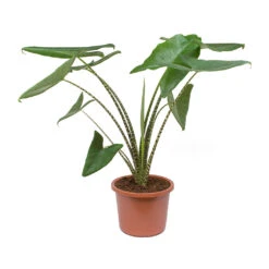Alocasia Zebrina Tiger - Elephant Ear -Plant potted plants Alocasia zebrina Tiger Elephant Ear 100cm