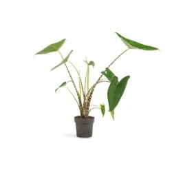Alocasia Zebrina Tiger - Elephant Ear -Plant potted plants Alocasia zebrina Tiger Elephant Ear 13x45 1