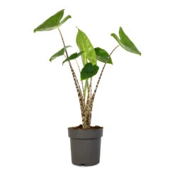 Alocasia Zebrina Tiger - Elephant Ear -Plant potted plants Alocasia zebrina Tiger Elephant Ear 13x45cm 2
