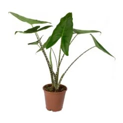 Alocasia Zebrina Tiger - Elephant Ear -Plant potted plants Alocasia zebrina Tiger Elephant Ear 19x80cm f69e2d00 6515 4fc0 b7f2 ab5e7472321a