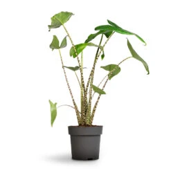 Alocasia Zebrina Tiger - Elephant Ear -Plant potted plants Alocasia zebrina Tiger Elephant Ear 24x110 1