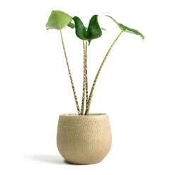 Ryan Plant Pot - Sand Gold -Plant potted plants Alocasia zebrina Tiger Elephant Ear Ryan Plant Pot Sand Gold