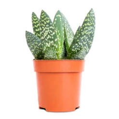 Aloe Vera Paradisicum - Jurassic Dino -Plant potted plants Aloe Vera Paradisicum Jurassic Dino 10.5x20cm