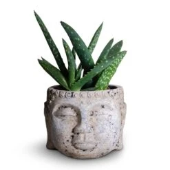 Aloe Vera Paradisicum - Jurassic Dino -Plant potted plants Aloe evera Paradisicum 10.5x20cm Buddha Plant Pot Cement 17x13cm c1e1c1d6 0487 4ed7 a298 c5c360a5405a