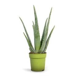 Aloe Vera 27 Aloe Vera -Plant potted plants Aloe vera 12x35cm