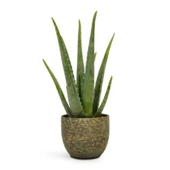 Aloe Vera 37 Aloe Vera -Plant potted plants Aloe vera 12x35cm Rinca Plant Pot Shiny Green 15x13cm