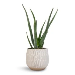 Arles Leaf Plant Pot - White 9 Arles Leaf Plant Pot - White -Plant potted plants Aloe vera 12x40cm Arles Leaf Plant Pot White 17x17cm