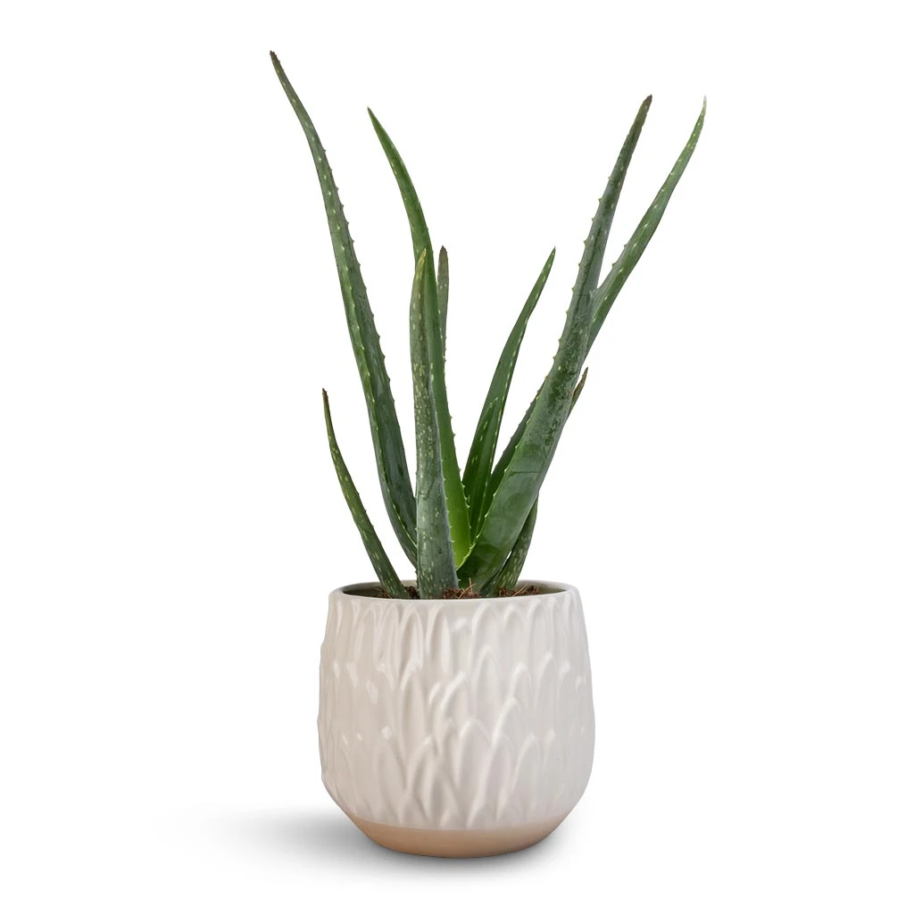 Arles Leaf Plant Pot - White 5 Arles Leaf Plant Pot - White - Image 3