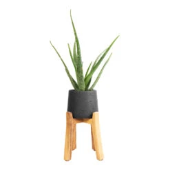 Patt Plant Pot - Tall Stand - Black Washed -Plant potted plants Aloe vera 12x40cm Patt Plant Pot Tall Stand Black Washed 23x34cm