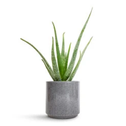 Aloe Vera 26 Aloe Vera -Plant potted plants Aloe vera 12x40cm Remmi Glaze Plant Pot Grey 16x16cm 643ded9d a6ed 4b82 8b19 1b4189d14970