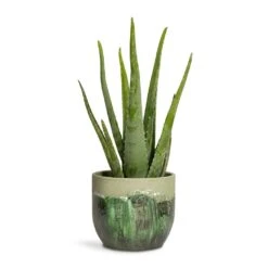 Moon Plant Pot - Jungle -Plant potted plants Aloe vera 15x45cm Moon Plant Pot Jungle 19x16cm
