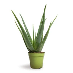 Aloe Vera 31 Aloe Vera -Plant potted plants Aloe vera 15x50cm