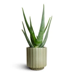 Aloe Vera 29 Aloe Vera -Plant potted plants Aloe vera 15x50cm Bourton Scalloped Plant Pot Sage 18x18cm b187f9df 6bb8 440e a7c3 717616bd60dc