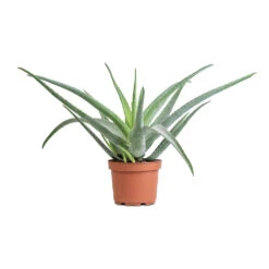 Aloe Vera 35 Aloe Vera -Plant potted plants Aloe vera 19x55cm
