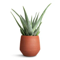 Aloe Vera 34 Aloe Vera -Plant potted plants Aloe vera 19x55cm Humus Plant Pot Terra 20x23cm ce3f5633 e2ed 4b74 8d49 6017fd3bb85a