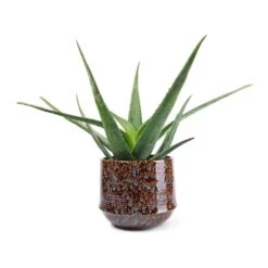 Aloe Vera 39 Aloe Vera -Plant potted plants Aloe vera 21x60cm Noud Plant Pot Marrakesh 26x22cm