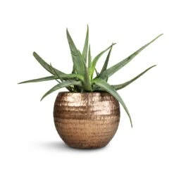 Aloe Vera 36 Aloe Vera -Plant potted plants Aloe vera 21x60cm Opus Hammered Globe Planter Gold 40x32cm 49b50c0f 610d 4ae7 a308 0bfde6d2495e