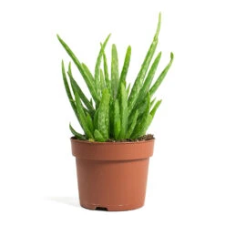 Aloe Vera Clumb -Plant potted plants Aloe vera Clumb 12cm