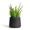 Aloe Vera Clumb 2 Aloe Vera Clumb -Plant potted plants Aloe vera Clumb 12x30cm Patt Plant Pot Black Washed 17x14cm