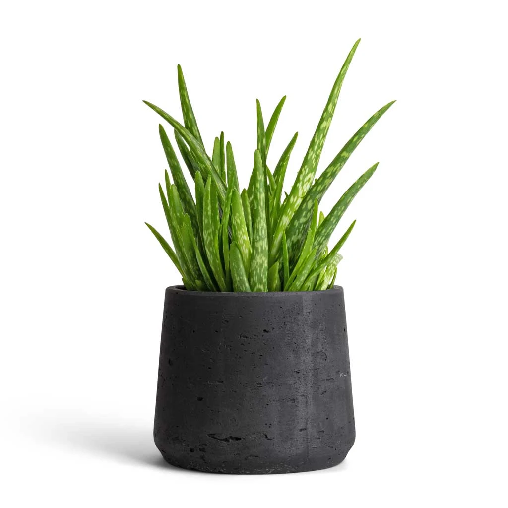 Patt Plant Pot - Black Washed 6 Patt Plant Pot - Black Washed - Image 4