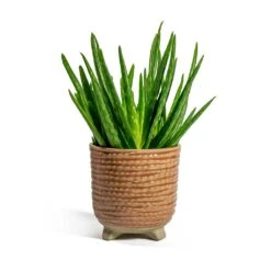 Aloe Vera Clumb -Plant potted plants Aloe vera Clumb Bekka Plant Pot Pale Pink