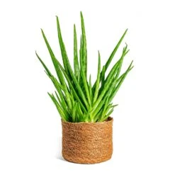Aloe Vera Clumb -Plant potted plants Aloe vera Clumb Stef Plant Baskets Set of 5 Camel